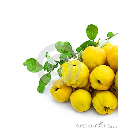 Fresh quince fruits isolated on white background Stock Photo