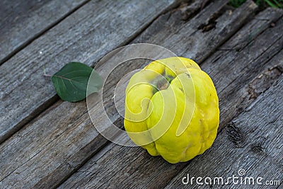 Fresh quince fruits on wooden table. Still life of food. Exotic fruits. Autumn harvest. Weird fruit. Strange fruit. Weird form. Stock Photo