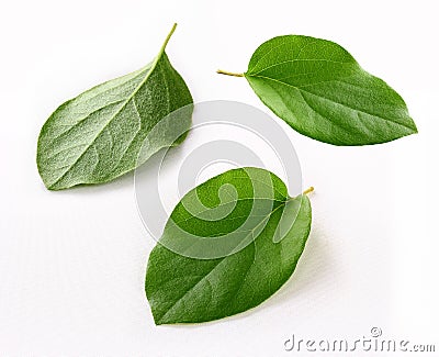 Fresh quince leaf isolated white background Stock Photo