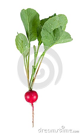 Fresh radish Stock Photo