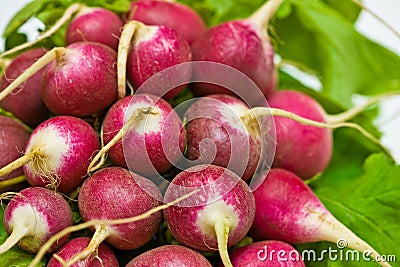 Fresh radish Stock Photo