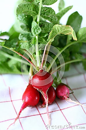 Fresh radish Stock Photo