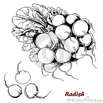 Fresh radish bunch with leaves. Vector Illustration