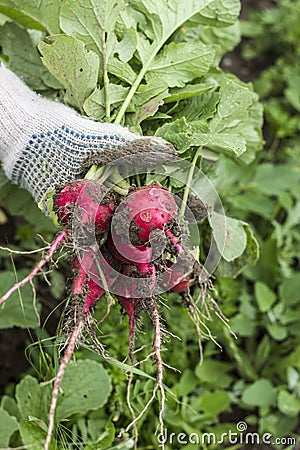 Fresh radish crop Stock Photo