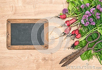Fresh radish with green garden herbs. Vegetables and chalkboard Stock Photo