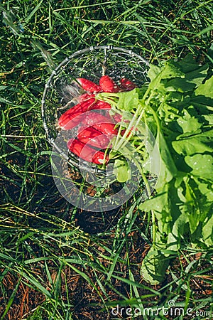 Fresh radish vegetables harvest crop water washing in the garden Stock Photo