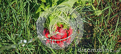 Fresh radish vegetables harvest crop water washing in the garden Stock Photo