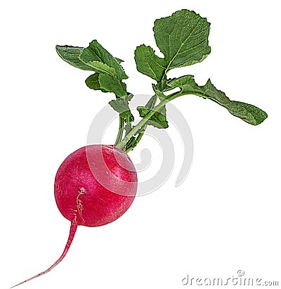 Fresh radishes isolated Stock Photo