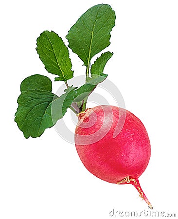 Fresh radishes isolated Stock Photo