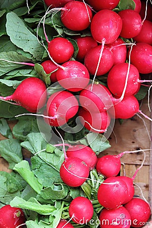 Fresh radishes Stock Photo