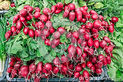 fresh radishes Stock Photo