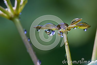 Fresh rain drops Stock Photo