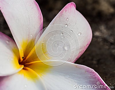 Fresh rain drops on petals of Temple tree flower (Plumeria spp. Stock Photo