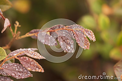 Water Droplets on leaves, Macro Photo of Water Droplets on Bushes Stock Photo