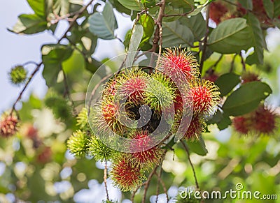 Fresh Rambutan Nephelium lappaceum tropical fruits hanging on brunch tree Stock Photo