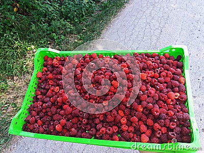 Fresh raspberries in plastic packaging Stock Photo