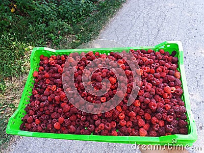 Fresh raspberries in plastic packaging Stock Photo