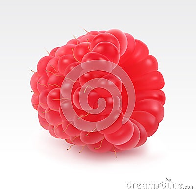 Fresh Raspberry Vector Illustration