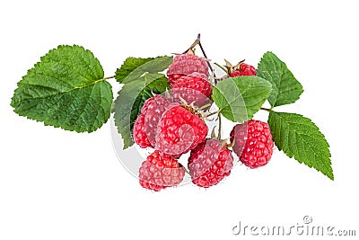 Fresh raspberry branch with ripe berries isolated on white Stock Photo