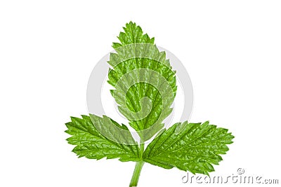 Fresh raspberry leaf isolated on white background Stock Photo