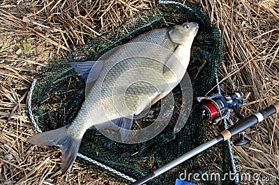 Fresh raw bream in springtime in landing net next to angling rod Stock Photo