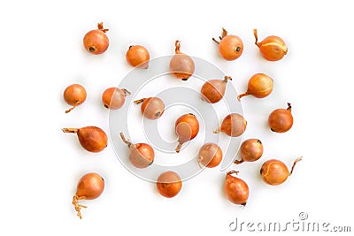 Fresh raw bulbs onion Allium cepa on white background. Top view, flat lay Stock Photo