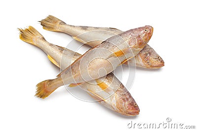 Fresh raw butterfishes Stock Photo
