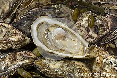 Fresh raw Pacific oysters, Japanese oysters and an open one close up Stock Photo