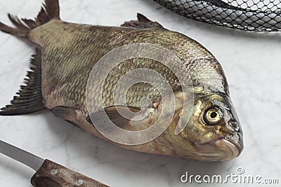 Fresh raw common bream Stock Photo