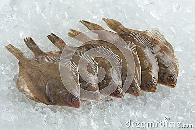 Fresh raw common dab fishes Stock Photo