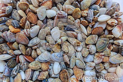 Fresh raw Donex wedge shells with their tounges found at the beach, Thailand. Stock Photo