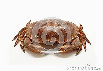 Fresh raw edible brown sea crab isolated on white background Stock Photo