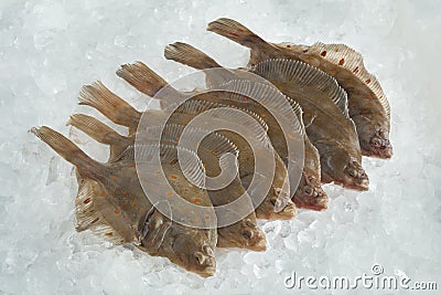 Fresh raw European plaice fishes Stock Photo