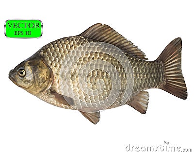 Fresh raw fish crucian carp isolated on white background. Vector Vector Illustration