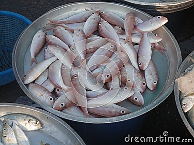 Fresh raw fish Stock Photo