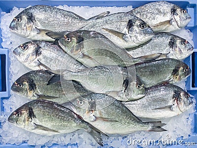 Fresh raw gilt-head bream Sparus aurata dorada fish at local m Stock Photo