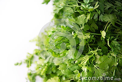 Fresh raw green cilantro. Farm seasonal spanish verdure, fruits and vegetables. Potherb Stock Photo