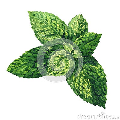 Fresh raw green mint leaves, spearmint, peppermint close up, isolated, hand drawn watercolor illustration on white Cartoon Illustration