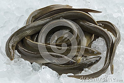 Fresh raw eels on ice Stock Photo