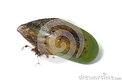 Fresh raw New Zealand green lipped mussel Stock Photo