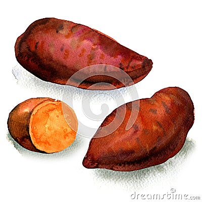Fresh raw organic sweet potato isolated, watercolor illustration on white Cartoon Illustration