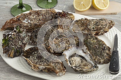 Fresh raw pacific oysters Stock Photo