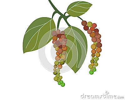 fresh raw Peppercorns branch with green leaf. Vector Illustration