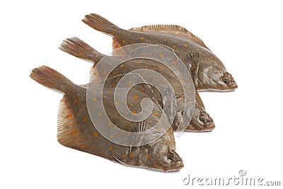 Fresh raw plaice fishes Stock Photo