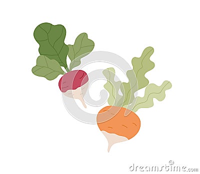 Fresh raw purple turnip, swede and rutabaga. Whole tubers of organic root vegetables with leaves. Healthy farm food Vector Illustration