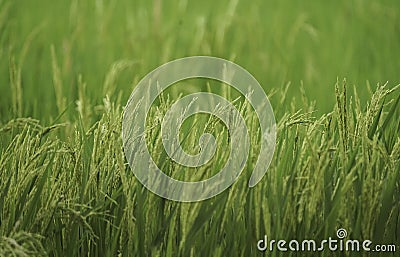 Fresh raw rice paddy plant on green grass field. close up shot, Agriculture, Crop and Farming Concept Stock Photo