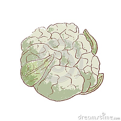 Fresh raw Ripe cauliflower vegetable isolated icon. Spring Rareripes. hastings, farm market, Vector illustration. hand Vector Illustration