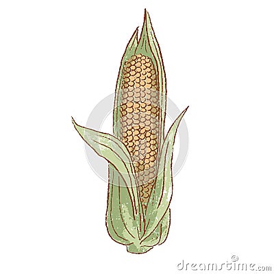 Fresh raw Ripe Ear of Corn vegetable isolated icon. Spring corn cob. Rareripes. hastings, farm market, Vector Vector Illustration