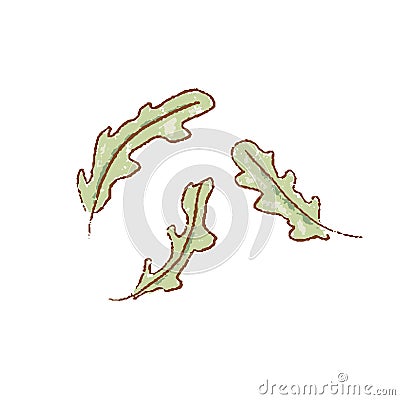 Fresh raw Ripe green fresh rucola leaves coolinary herb isolated icon. Spring garden. Rareripes. hastings, farm market Cartoon Illustration