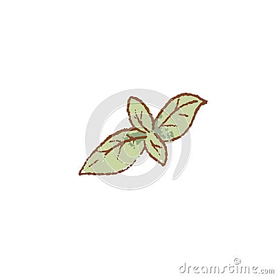 Fresh raw Ripe green sweet Basil herb isolated icon. Spring garden. Rareripes. hastings, farm market, Vector Vector Illustration